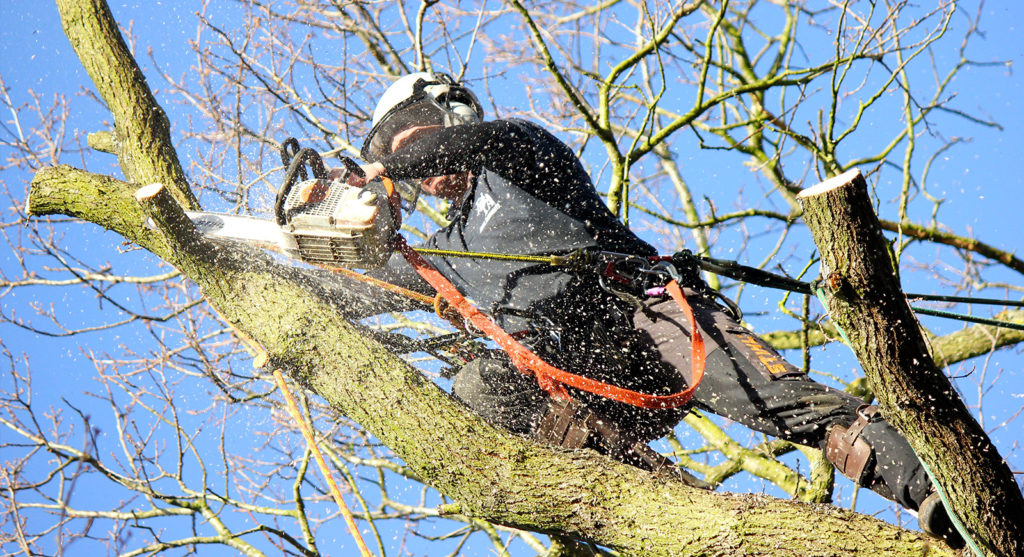Tree Surgeons